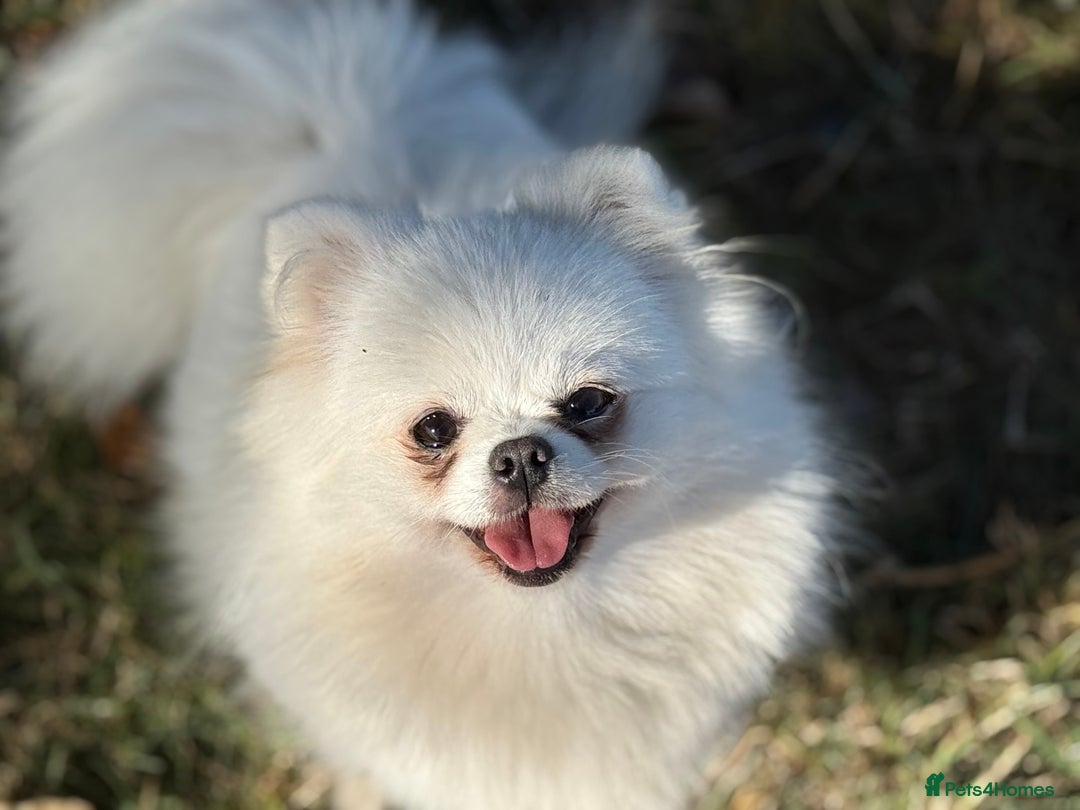 Pomeranian dogs for sale: Baby white Poms  - Image 13