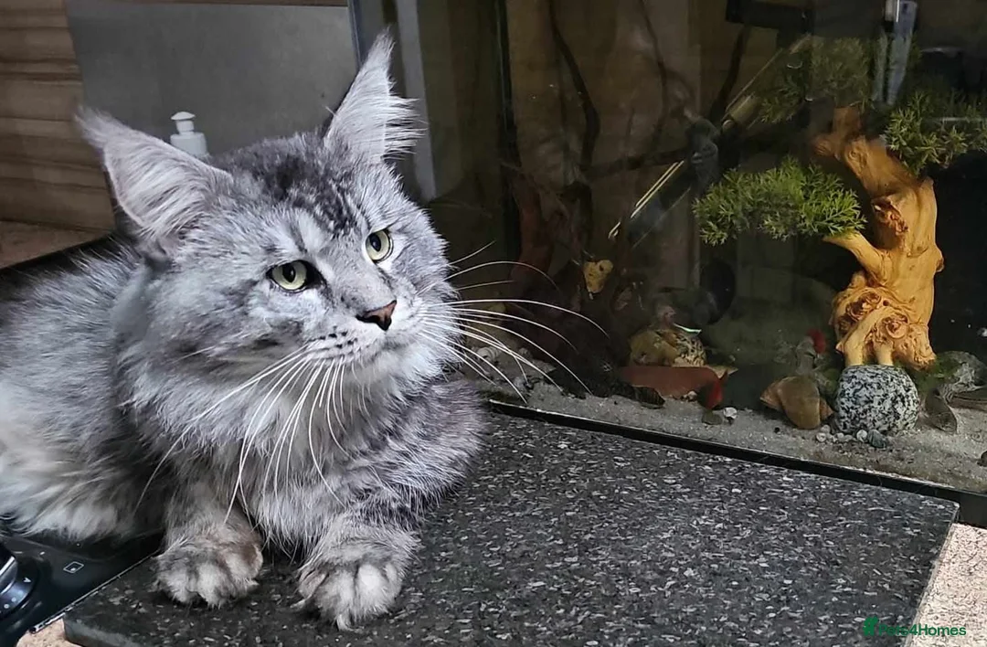 Maine Coon cats for sale: GCCF Mainecoon silver and black smokes - Advert 6