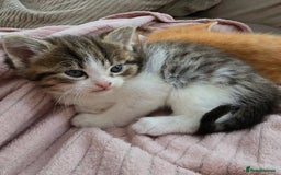 Mixed Breed cats for sale: Fluffy kittens - Image 11