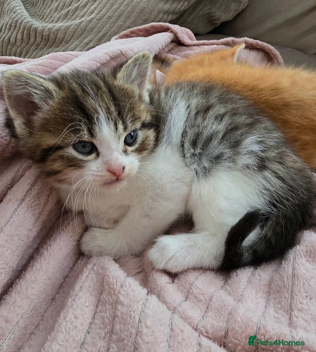 Mixed Breed cats for sale: Fluffy kittens - Image 11