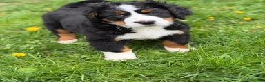 Bernese Mountain Dog Puppy 2
