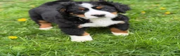 Bernese Mountain Dog dogs for sale: KC Bernese Mountain Dog Puppies - Advert 18