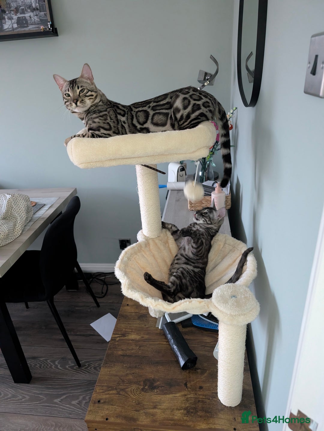 Bengal cats for sale: 2x Silver bengal for sale - male - Advert 7