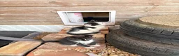 Mixed Breed cats for sale: Rescue Cat and her 3 adorable kittens need homes. - Advert 13