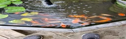 Goldfish fish for sale: Pond Goldfish (Comets and Fantails) in Basildon - Advert 2