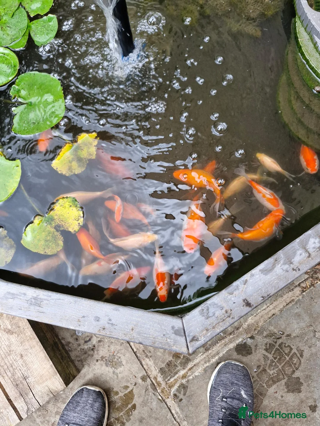 Goldfish fish for sale: Pond Goldfish (Comets and Fantails) in Basildon - Advert 2