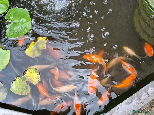 Goldfish fish for sale: Pond Goldfish (Comets and Fantails) - Advert 2