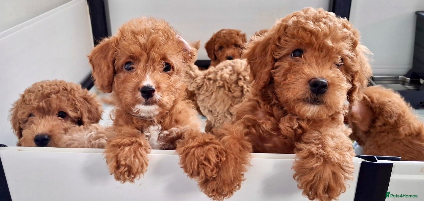Labradoodle dogs keiras red fox miniature labradoodles  - Advert 1