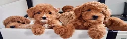 Labradoodle dogs for sale: keiras red fox miniature labradoodles  - Advert 6