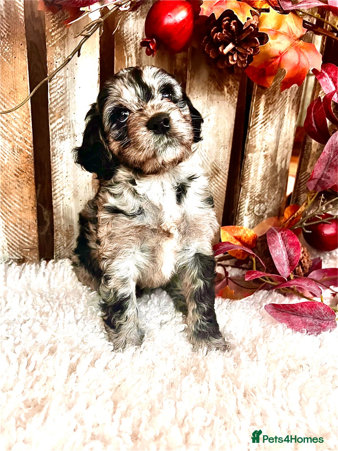 Cockapoo dogs for sale: Quality Cockapoo Puppies Blue Merle / Golden  - Advert 14