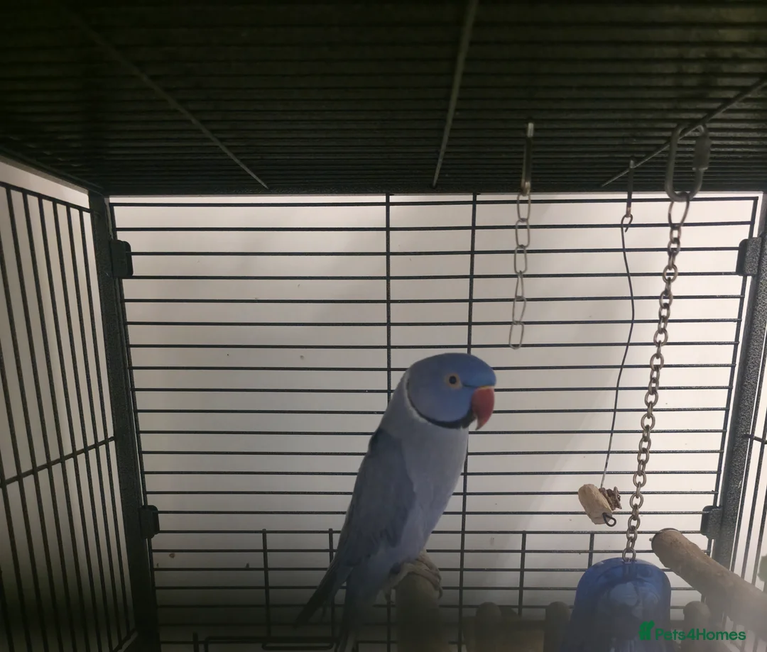 Ringnecks birds for sale: Male Indian Ringneck 3yrs in Ipswich - Advert 2