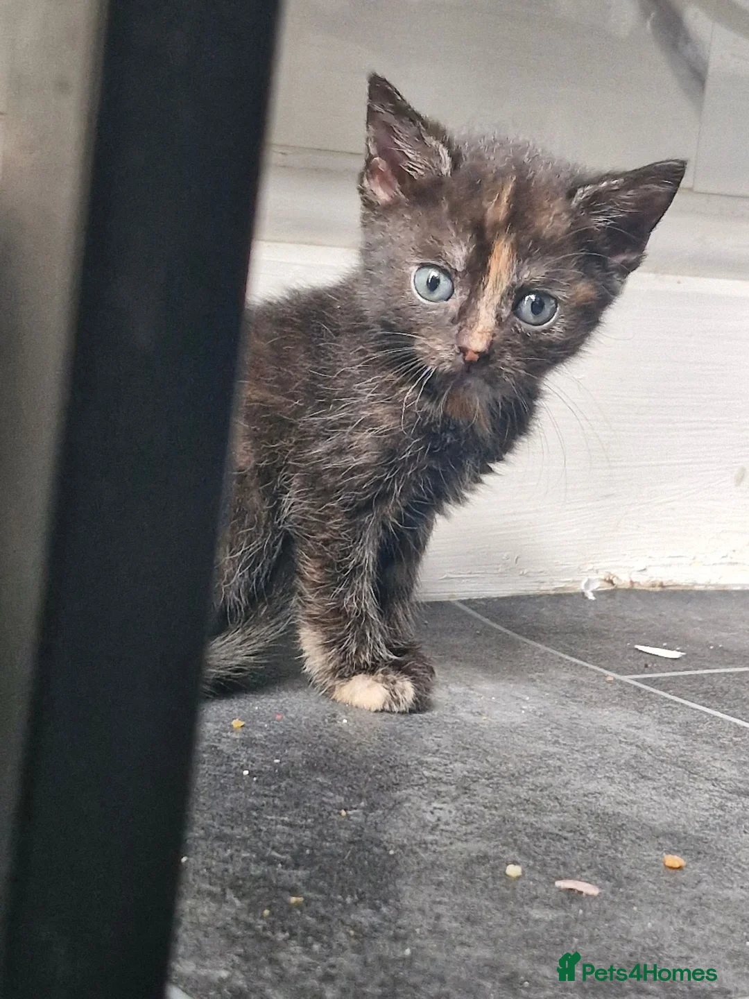 Mixed Breed cats for sale: Kittens  - Advert 7