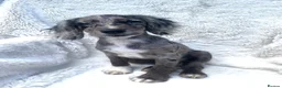 Cocker Spaniel dogs for sale: 6 Beautiful Cocker Spaniel puppies  - Advert 11