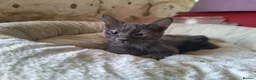 Mixed Breed cats for adoption: Mira for adoption in Waterlooville - Advert 1