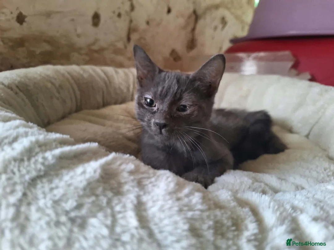 Mixed Breed cats for adoption: Mira for adoption in Waterlooville - Advert 1