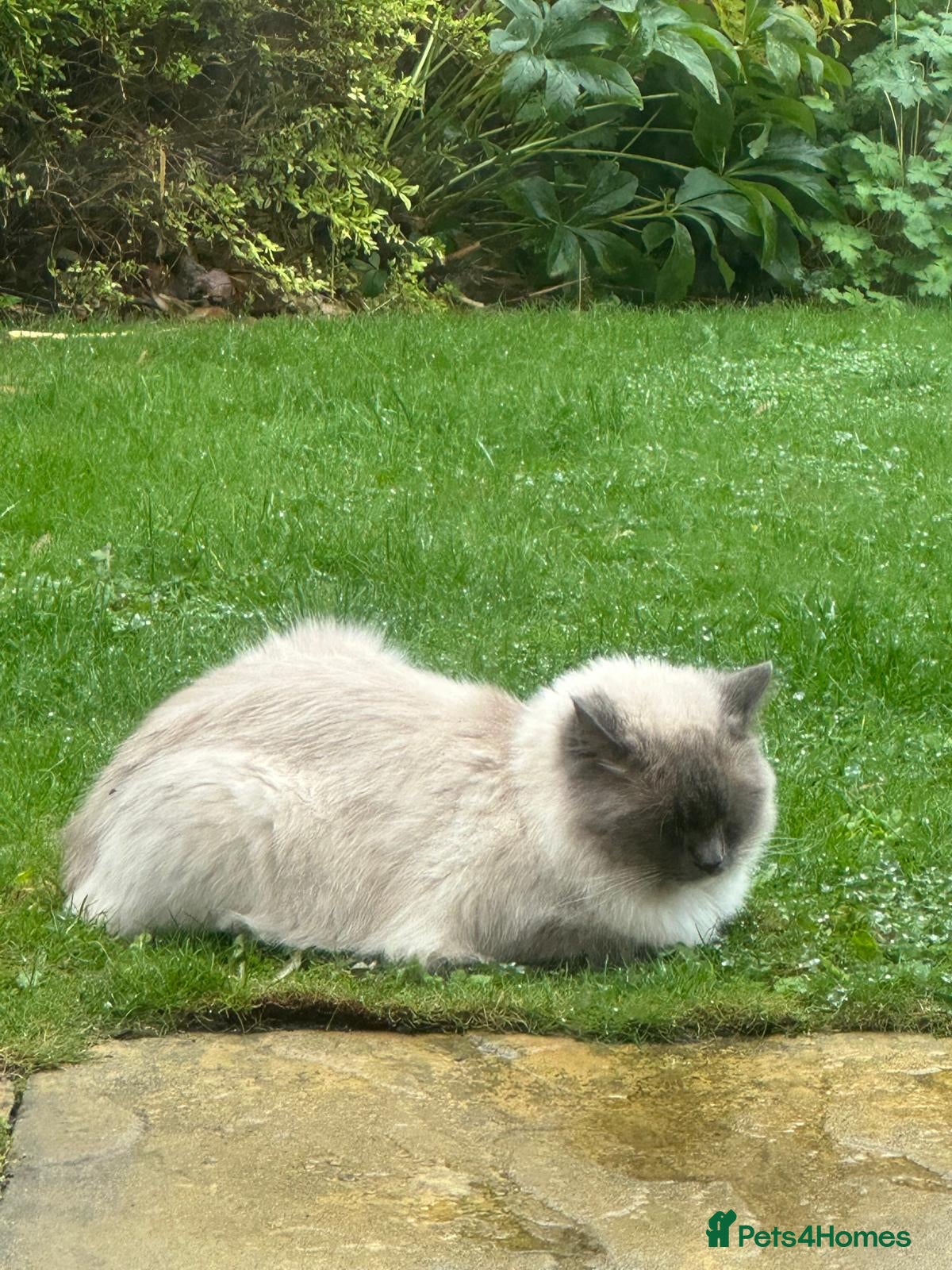 Ragdoll cats Ragdoll Brothers, 3yo, Neutered Pair, Microchipped - Advert 10