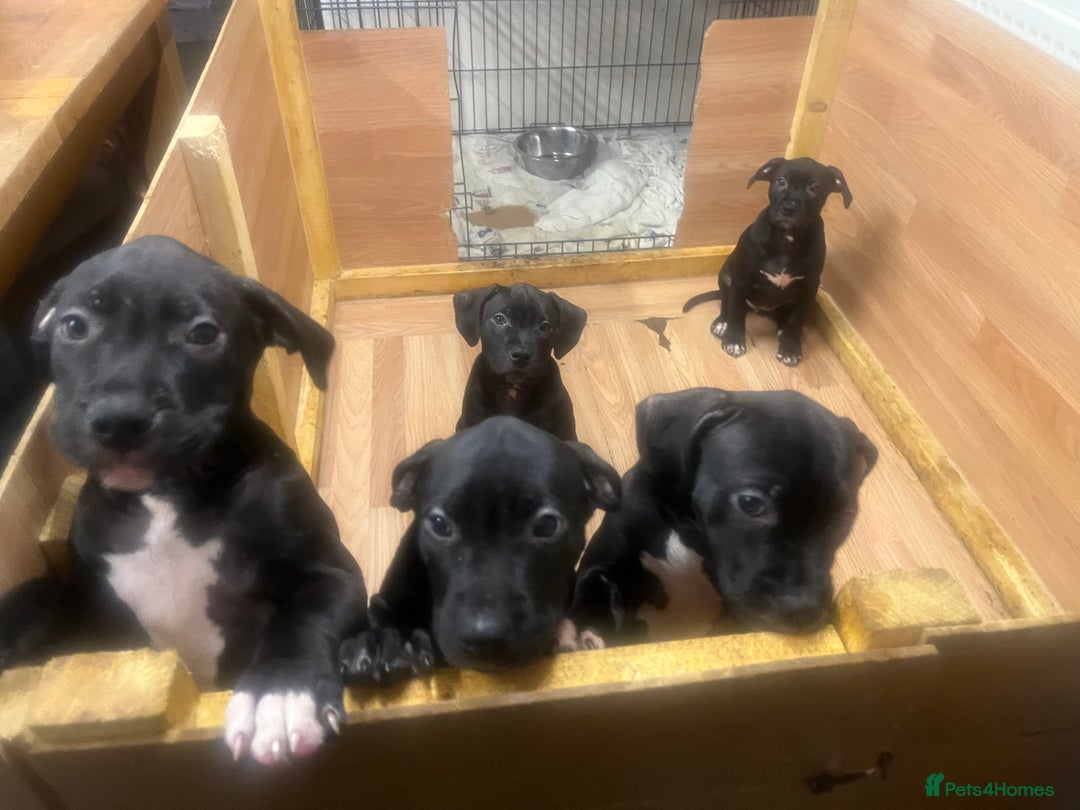 Mixed Breed dogs for sale: Boerboel cross with American bulldog - Advert 5