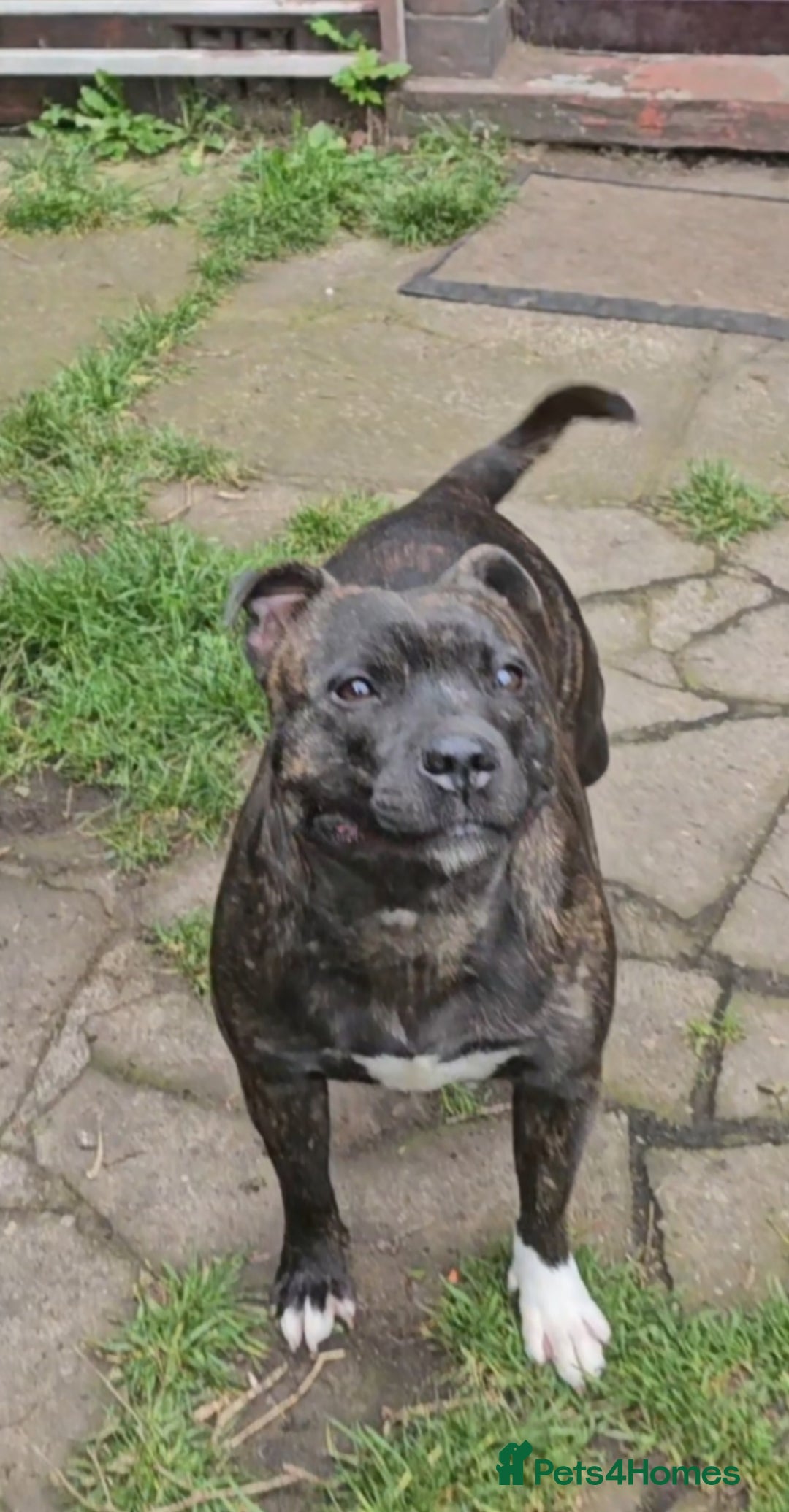 Staffordshire Bull Terrier dogs for sale: 🥨THE GOLDILOCKS LITTER 🥨 - Advert 13