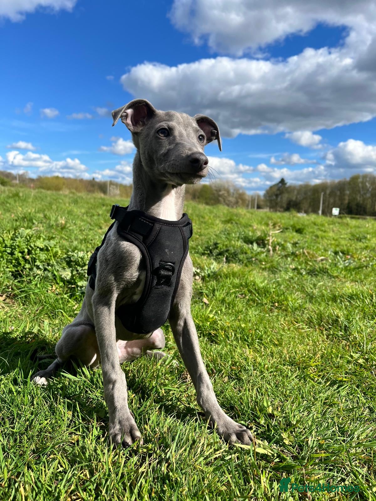 Italian Greyhound dogs 6/7 month old Italian grey hound - Advert 1