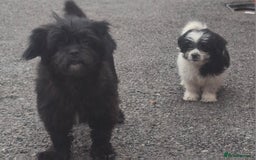 Shihpoo dogs for sale: Shitzu/Poodle  - Image 5