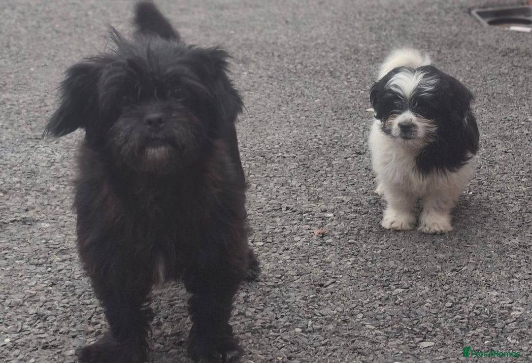 Shihpoo dogs for sale: Shitzu/Poodle  - Image 5