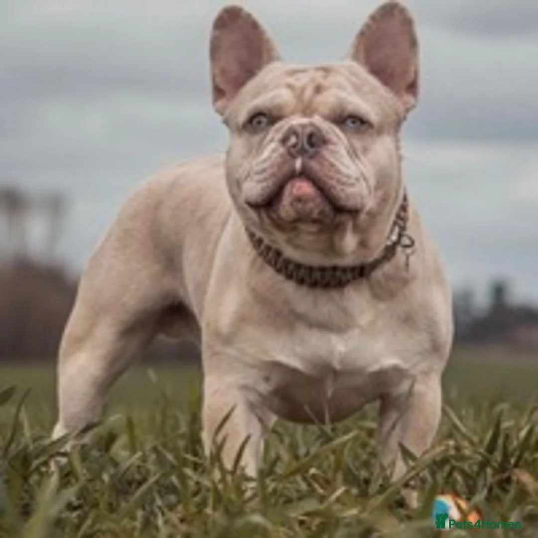 French Bulldog dogs for stud: 🦁HUNCHO🦁PUP BACK DEAL 1ST PICK FEMALE‼️ in Northampton - Advert 5