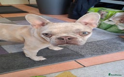 French Bulldog dogs for sale: French bulldogs merle - Image 3