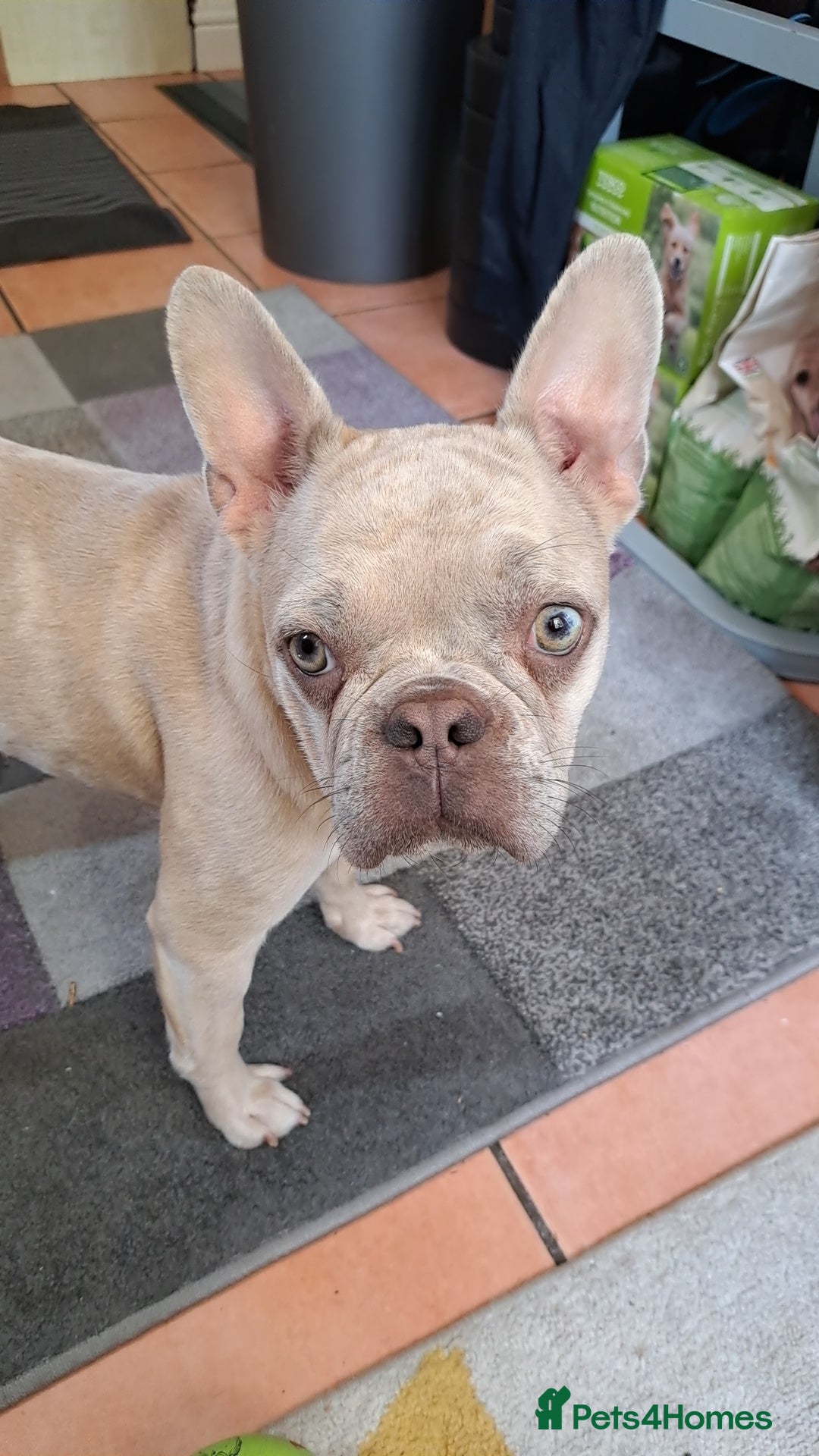 French Bulldog dogs for sale: French bulldogs merle - Image 3