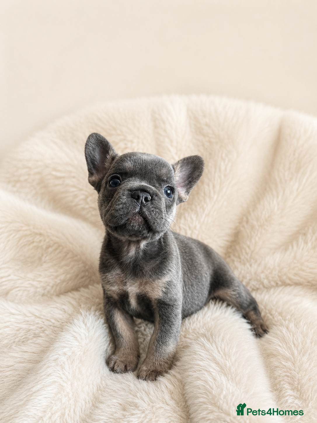 French Bulldog dogs Stunning Quality French Bulldog Puppies  - Advert 3
