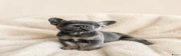 French Bulldog dogs for sale: Stunning Quality French Bulldog Puppies  - Advert 1