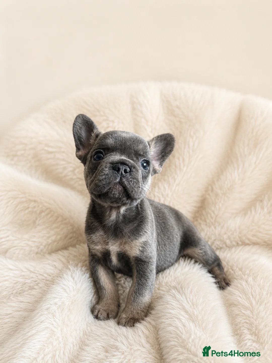 French Bulldog dogs for sale: Stunning Quality French Bulldog Puppies  - Advert 1