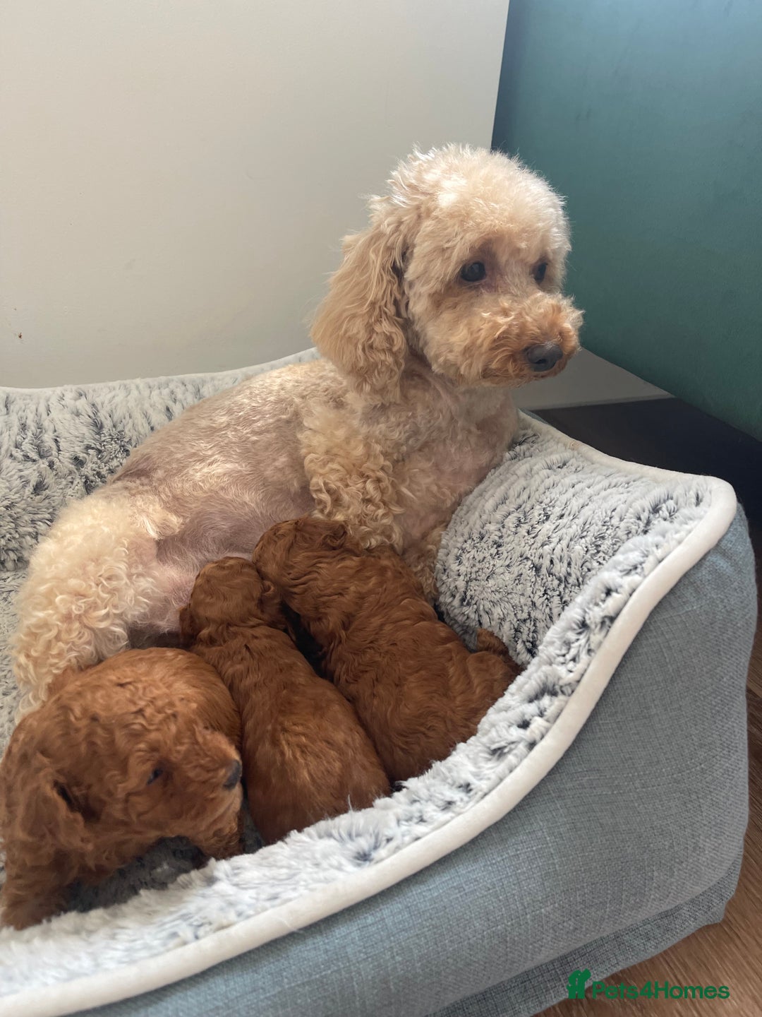 Toy Poodle dogs for sale: Pocket-Sized Love&Personality: Meet Our Toy Poodle - Image 14