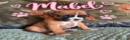 Boxer dogs for sale: Beautiful Boxer Puppies for Sale in Stirling - Advert 7