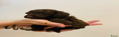Cockapoo 3