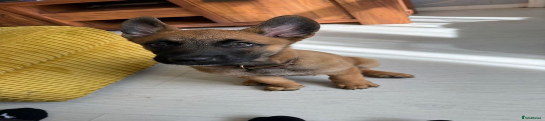 Belgian Shepherd Dog Puppy 1