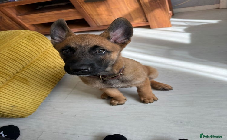 Belgian Shepherd Dog dogs - Advert 1
