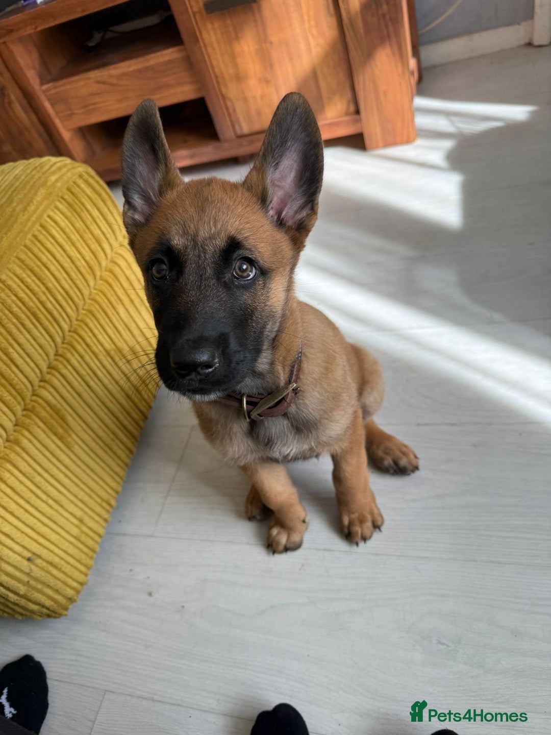 Belgian Shepherd Dog dogs for sale: Chunky Boy Top working lines  - Image 1