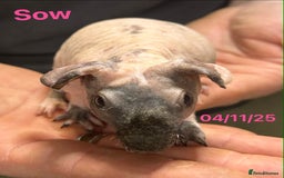 Guinea Pig rodents for sale: Skinny Pig Sows. Reserve Now  - Advert 4