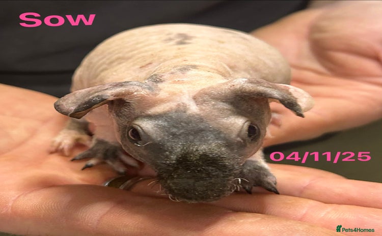 Guinea Pig rodents Skinny Pig Sows. Reserve Now  - Advert 3