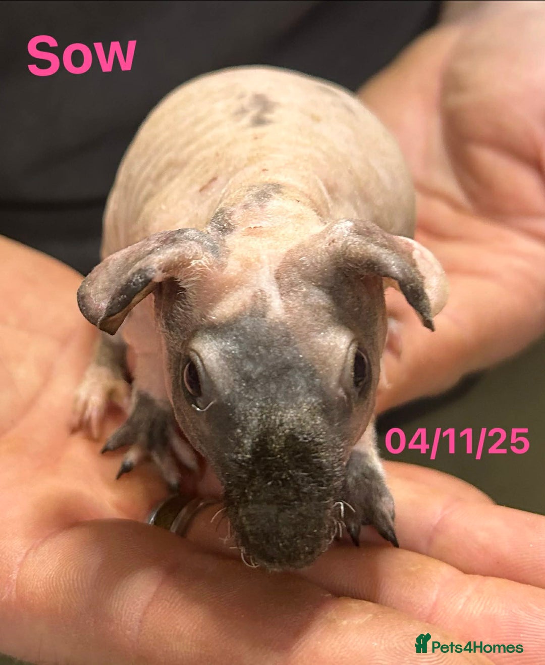 Guinea Pig rodents for sale: Skinny Pig Sows. Reserve Now  - Advert 4