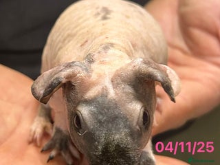 Guinea Pig rodents Skinny Pig Sows. Reserve Now - Advert 18