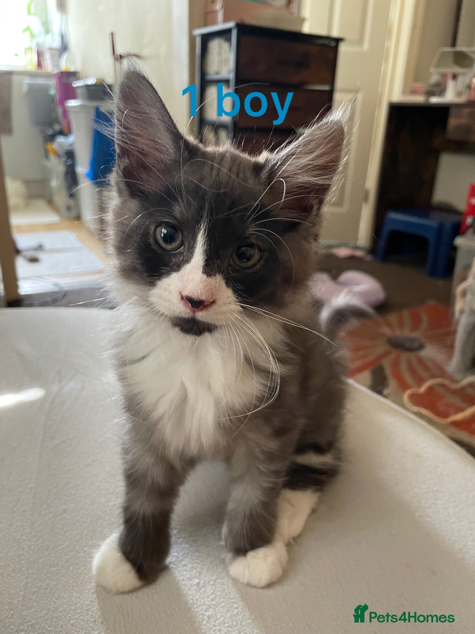 Maine Coon cats 3 lovely kittens ready to new home  - Advert 6