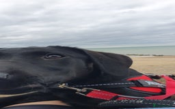 Labrador Retriever dogs for sale: 5 month old black labrador puppy - Image 6