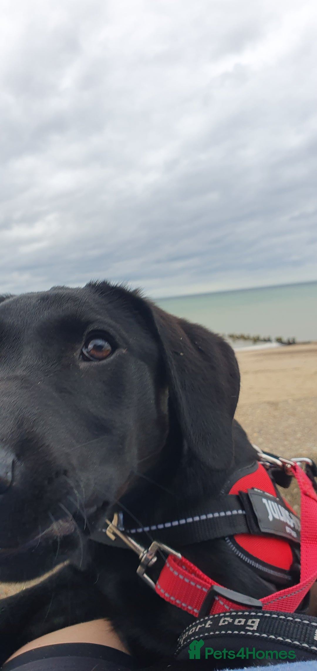 Labrador Retriever dogs for sale: 5 month old black labrador puppy - Image 6