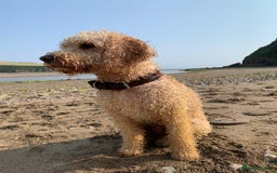 Mixed Breed dogs for sale: English Springer Spaniel X Cockerpoo  - Image 9