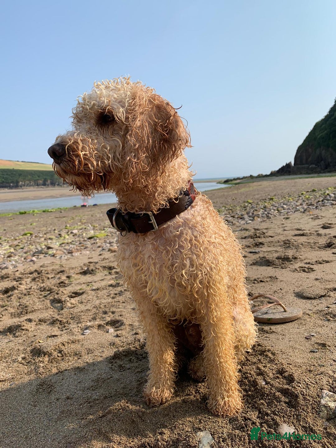 Mixed Breed dogs for sale: English Springer Spaniel X Cockerpoo  - Image 9