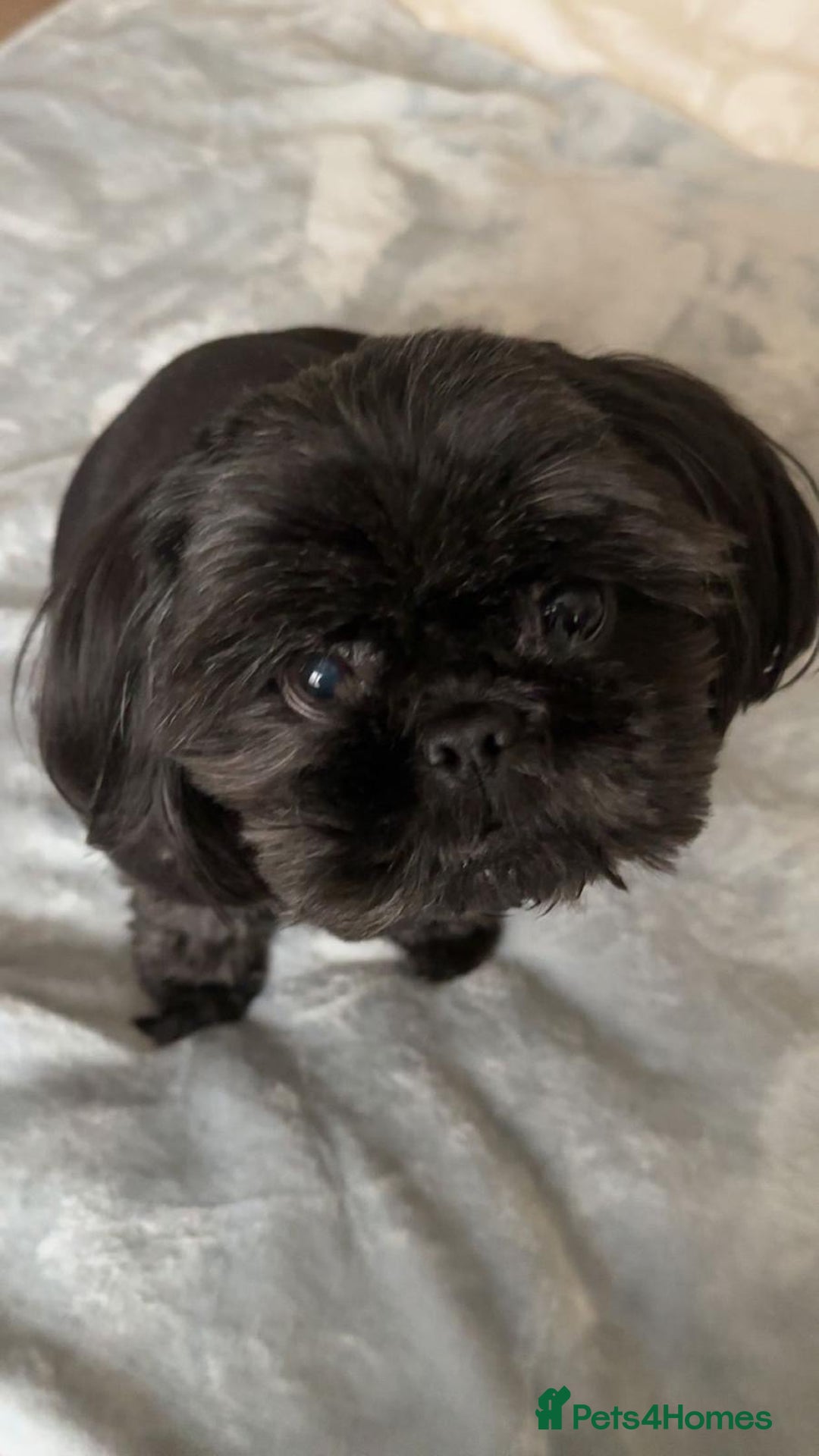 Shih Tzu dogs for sale: Shih Tzu 10 years old dog needing to be rehomed!!  - Advert 14