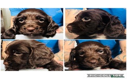 Sprocker dogs for sale: Sprocker Puppies - Image 19