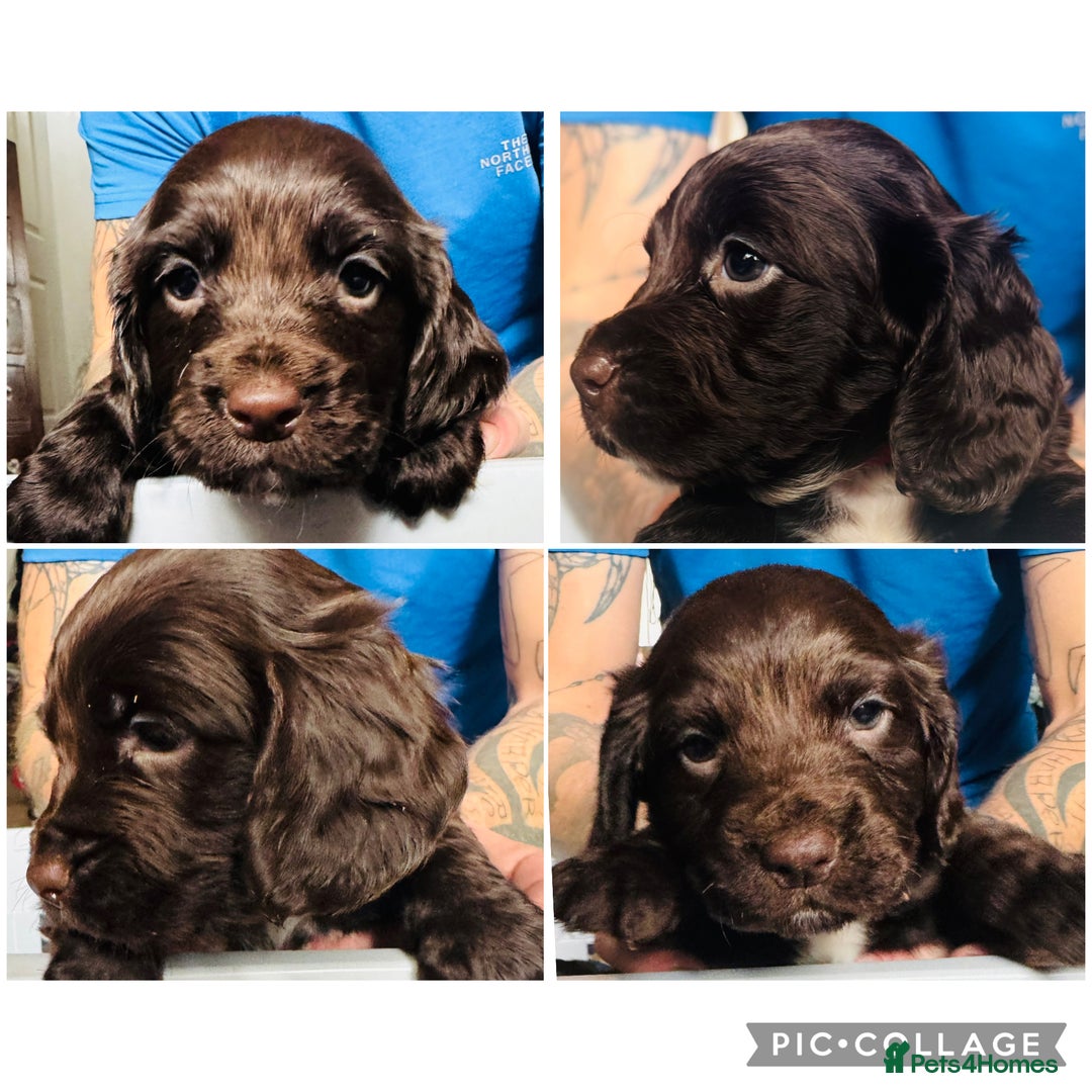 Sprocker dogs for sale: Sprocker Puppies - Image 19