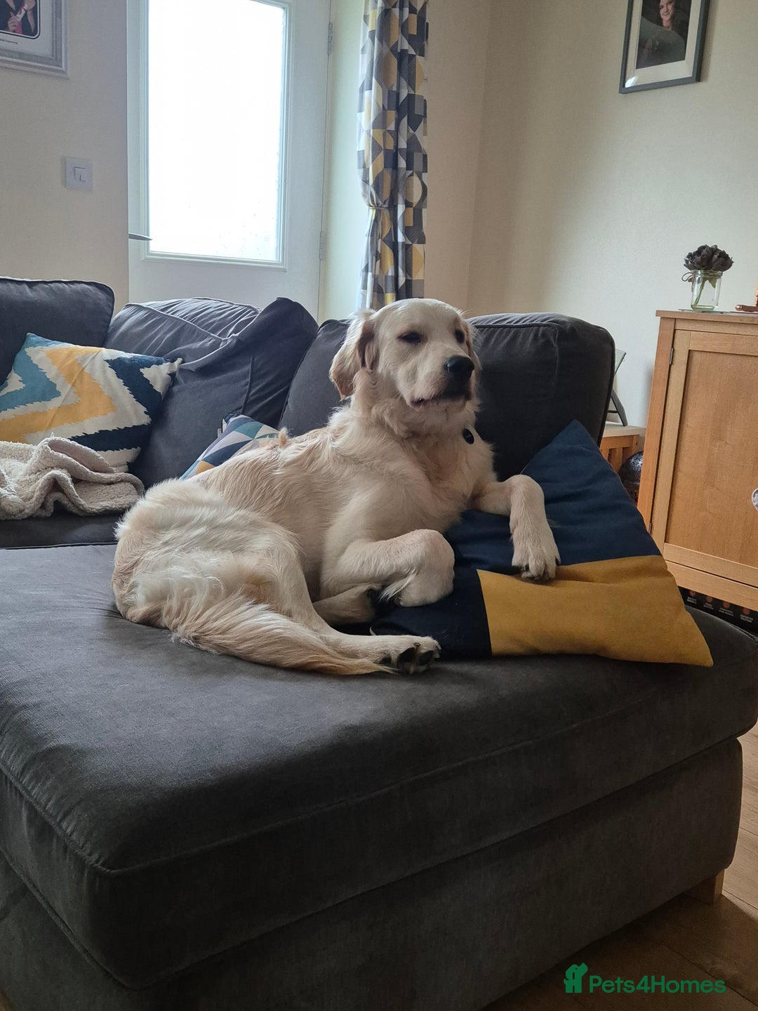 Golden Retriever dogs for sale: Golden retriever 10 months old - Advert 4